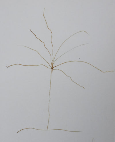 Baron d'ESNEVAL : L'arbre en traits marron, Autographe et dessin original signé