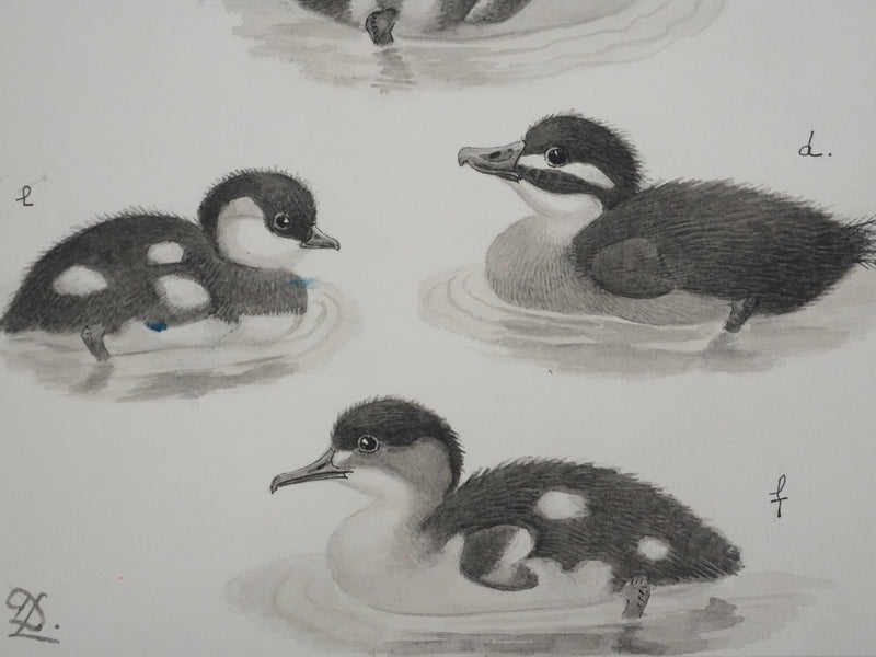 Louis DELAPCHIER : Poussins (Erismature, Harle et Fuligule), Aquarelle originale signée