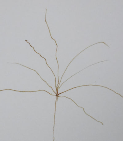 Baron d'ESNEVAL : L'arbre en traits marron, Autographe et dessin original signé