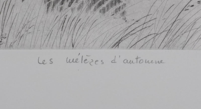 Camille COMBE : Les mélèzes d&