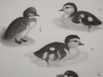 Louis DELAPCHIER : Poussins (Erismature, Harle et Fuligule), Aquarelle originale signée