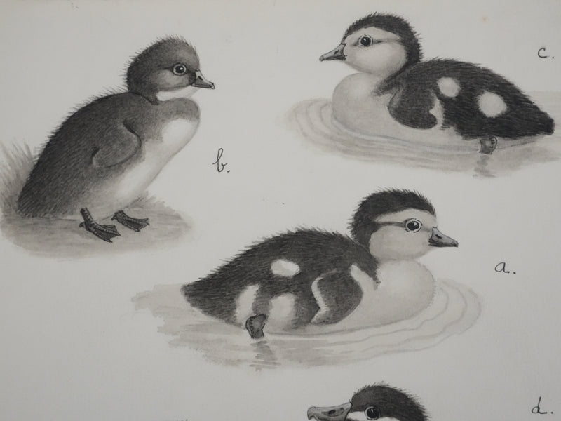 Louis DELAPCHIER : Poussins (Erismature, Harle et Fuligule), Aquarelle originale signée