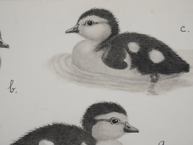 Louis DELAPCHIER : Poussins (Erismature, Harle et Fuligule), Aquarelle originale signée