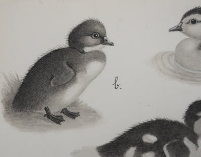 Louis DELAPCHIER : Poussins (Erismature, Harle et Fuligule), Aquarelle originale signée