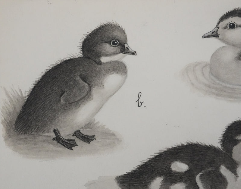 Louis DELAPCHIER : Poussins (Erismature, Harle et Fuligule), Aquarelle originale signée