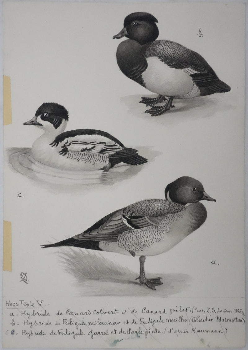 Louis DELAPCHIER : Hybride de Canards, Aquarelle originale signée
