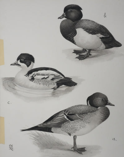 Louis DELAPCHIER : Hybride de Canards, Aquarelle originale signée