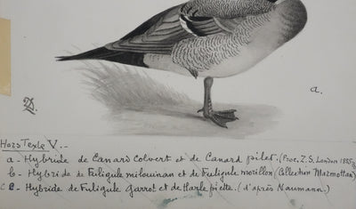 Louis DELAPCHIER : Hybride de Canards, Aquarelle originale signée