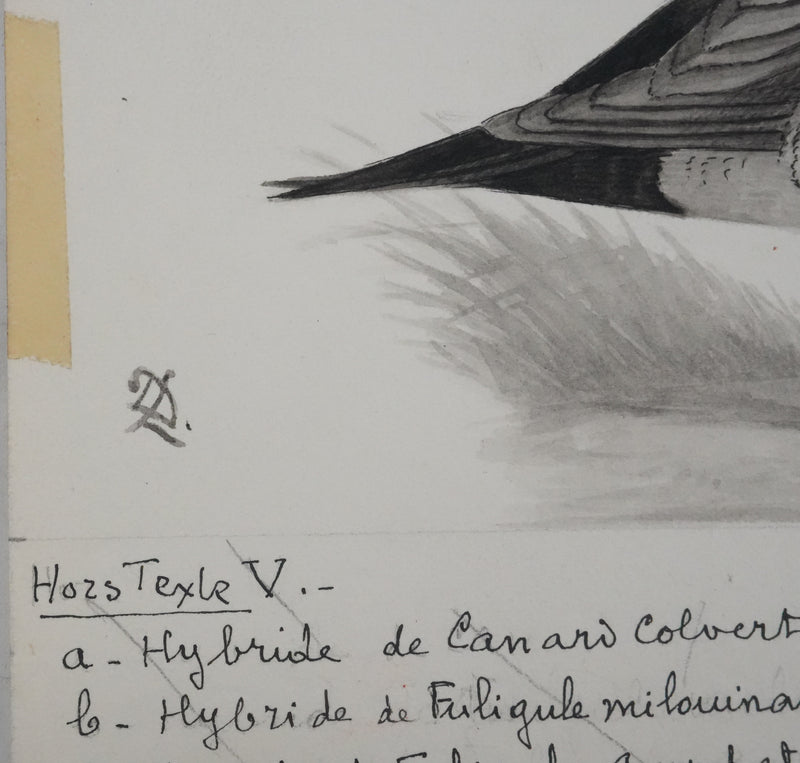 Louis DELAPCHIER : Hybride de Canards, Aquarelle originale signée