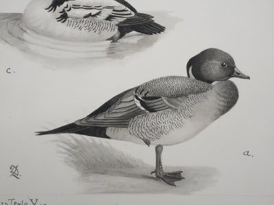 Louis DELAPCHIER : Hybride de Canards, Aquarelle originale signée