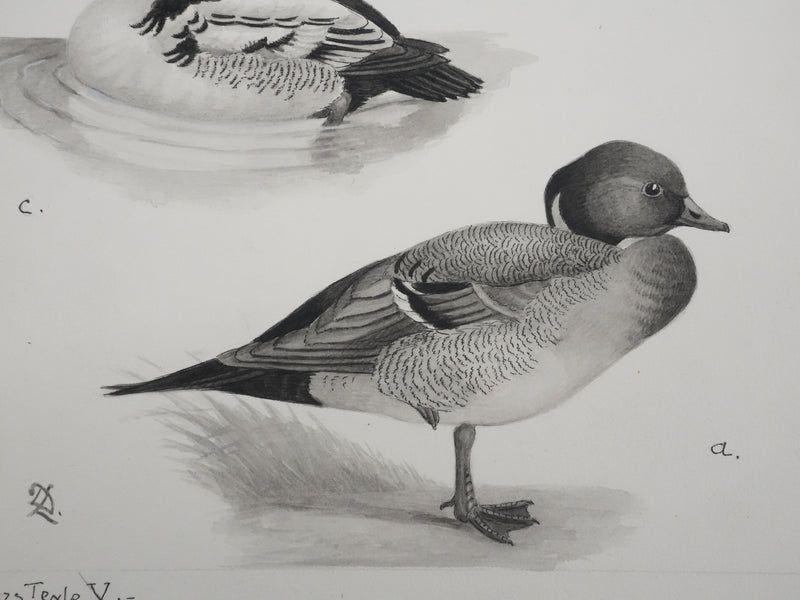 Louis DELAPCHIER : Hybride de Canards, Aquarelle originale signée