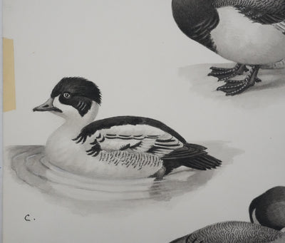 Louis DELAPCHIER : Hybride de Canards, Aquarelle originale signée