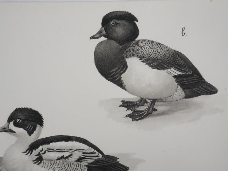 Louis DELAPCHIER : Hybride de Canards, Aquarelle originale signée