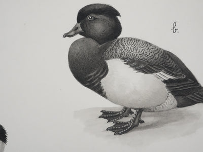 Louis DELAPCHIER : Hybride de Canards, Aquarelle originale signée