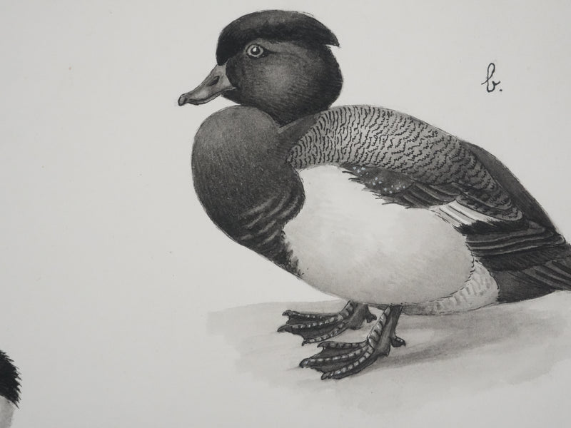 Louis DELAPCHIER : Hybride de Canards, Aquarelle originale signée