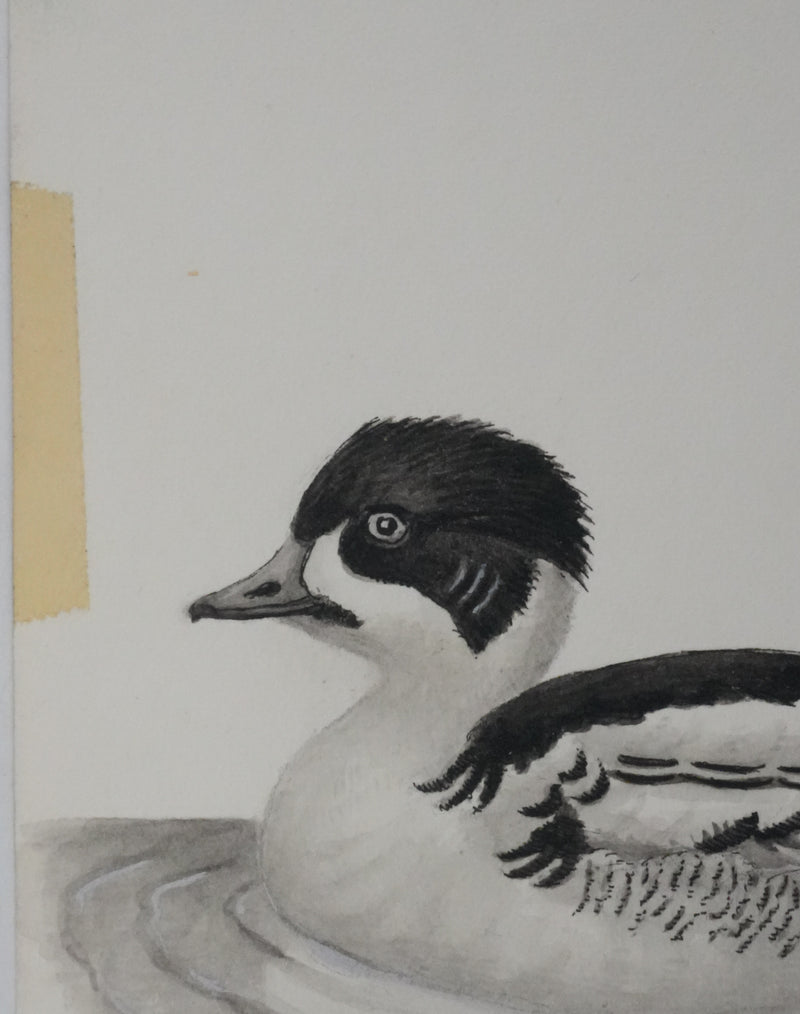 Louis DELAPCHIER : Hybride de Canards, Aquarelle originale signée