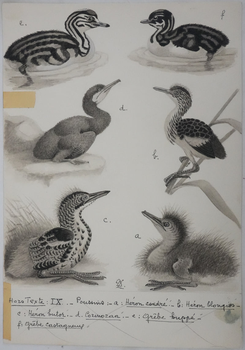 Louis DELAPCHIER : Poussins (Hérons et Grèbes), Aquarelle originale signée