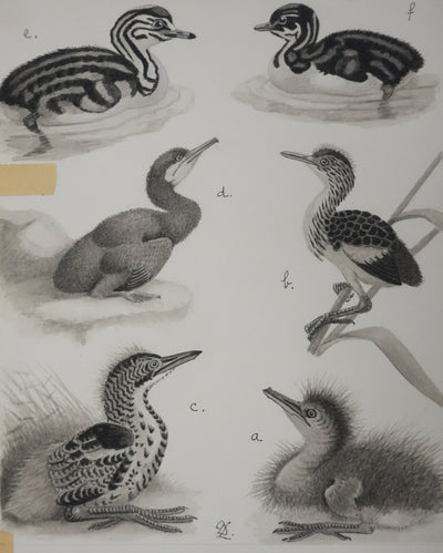 Louis DELAPCHIER : Poussins (Hérons et Grèbes), Aquarelle originale signée