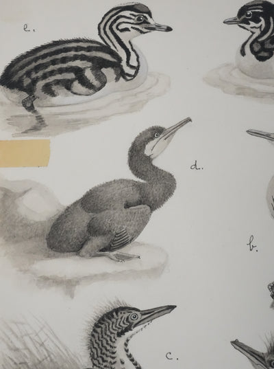 Louis DELAPCHIER : Poussins (Hérons et Grèbes), Aquarelle originale signée