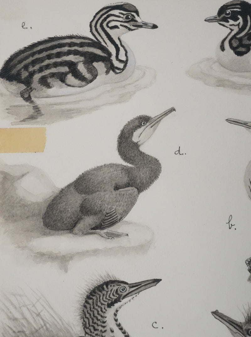 Louis DELAPCHIER : Poussins (Hérons et Grèbes), Aquarelle originale signée