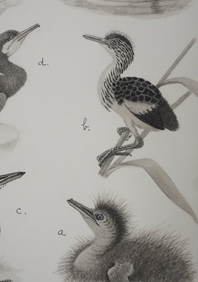 Louis DELAPCHIER : Poussins (Hérons et Grèbes), Aquarelle originale signée