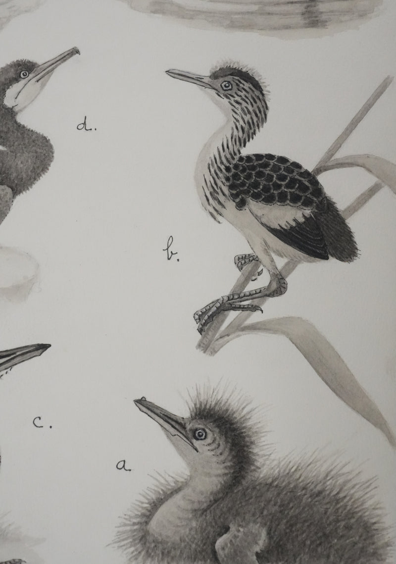 Louis DELAPCHIER : Poussins (Hérons et Grèbes), Aquarelle originale signée