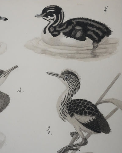 Louis DELAPCHIER : Poussins (Hérons et Grèbes), Aquarelle originale signée