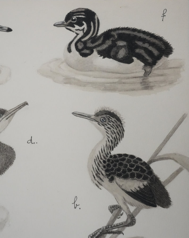 Louis DELAPCHIER : Poussins (Hérons et Grèbes), Aquarelle originale signée