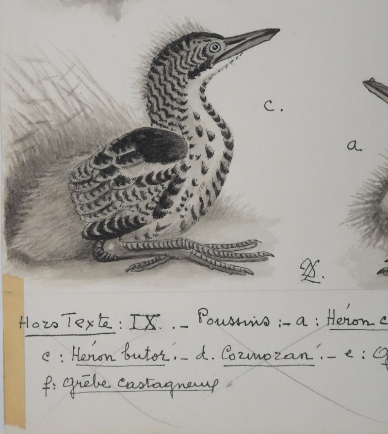 Louis DELAPCHIER : Poussins (Hérons et Grèbes), Aquarelle originale signée