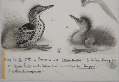 Louis DELAPCHIER : Poussins (Hérons et Grèbes), Aquarelle originale signée