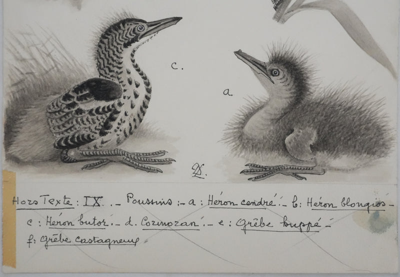 Louis DELAPCHIER : Poussins (Hérons et Grèbes), Aquarelle originale signée