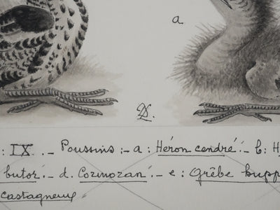 Louis DELAPCHIER : Poussins (Hérons et Grèbes), Aquarelle originale signée