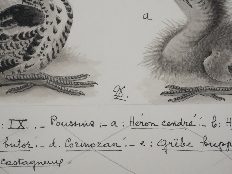 Louis DELAPCHIER : Poussins (Hérons et Grèbes), Aquarelle originale signée