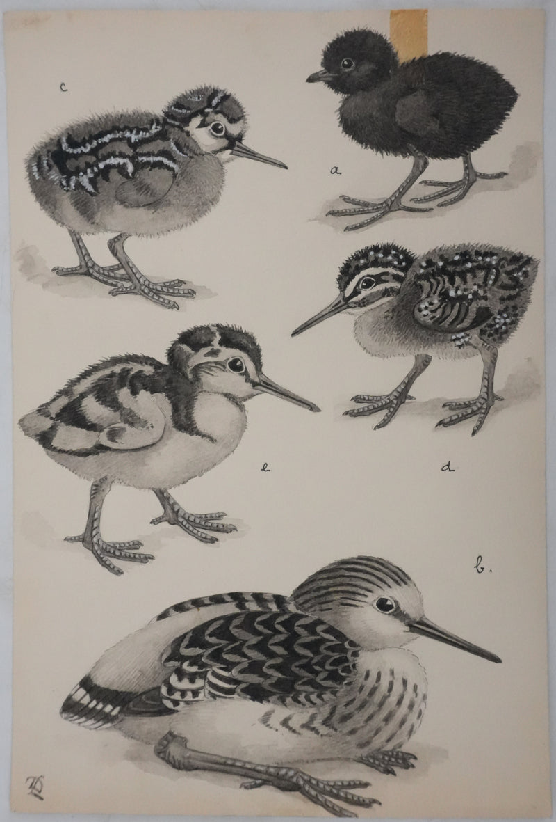 Louis DELAPCHIER : Poussins (Râle d&