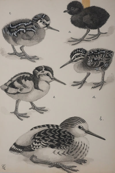 Louis DELAPCHIER : Poussins (Râle d'eau et Bécassin), Aquarelle originale signée