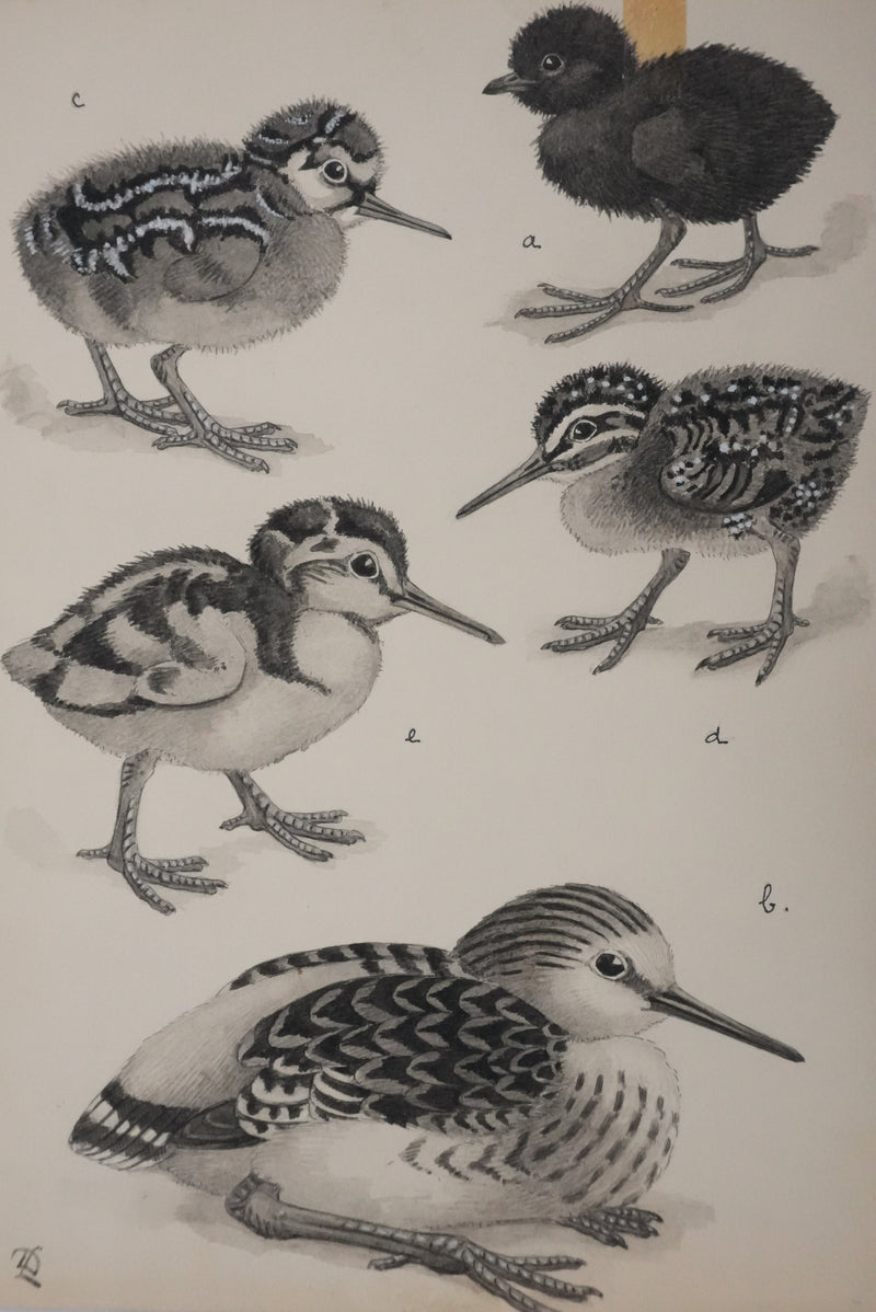 Louis DELAPCHIER : Poussins (Râle d&