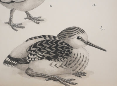 Louis DELAPCHIER : Poussins (Râle d'eau et Bécassin), Aquarelle originale signée