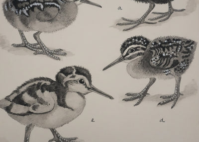 Louis DELAPCHIER : Poussins (Râle d'eau et Bécassin), Aquarelle originale signée