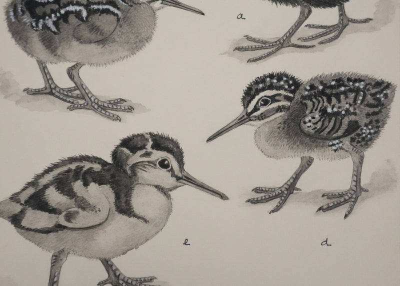 Louis DELAPCHIER : Poussins (Râle d&