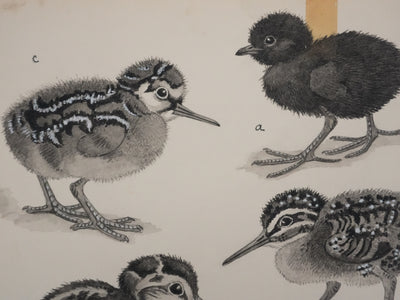 Louis DELAPCHIER : Poussins (Râle d'eau et Bécassin), Aquarelle originale signée