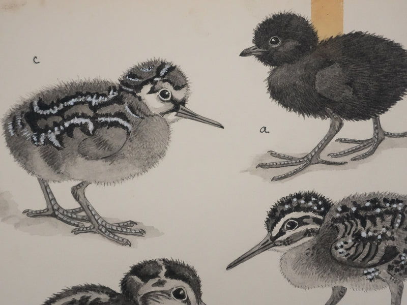 Louis DELAPCHIER : Poussins (Râle d&