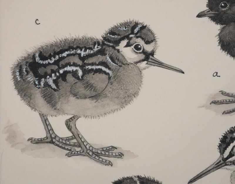 Louis DELAPCHIER : Poussins (Râle d&