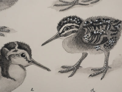 Louis DELAPCHIER : Poussins (Râle d'eau et Bécassin), Aquarelle originale signée