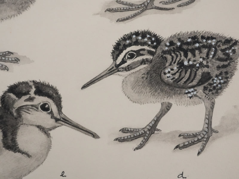 Louis DELAPCHIER : Poussins (Râle d&