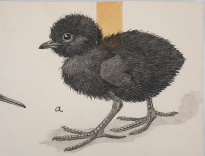 Louis DELAPCHIER : Poussins (Râle d'eau et Bécassin), Aquarelle originale signée