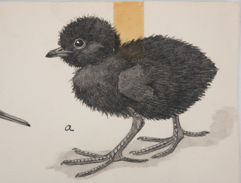 Louis DELAPCHIER : Poussins (Râle d&