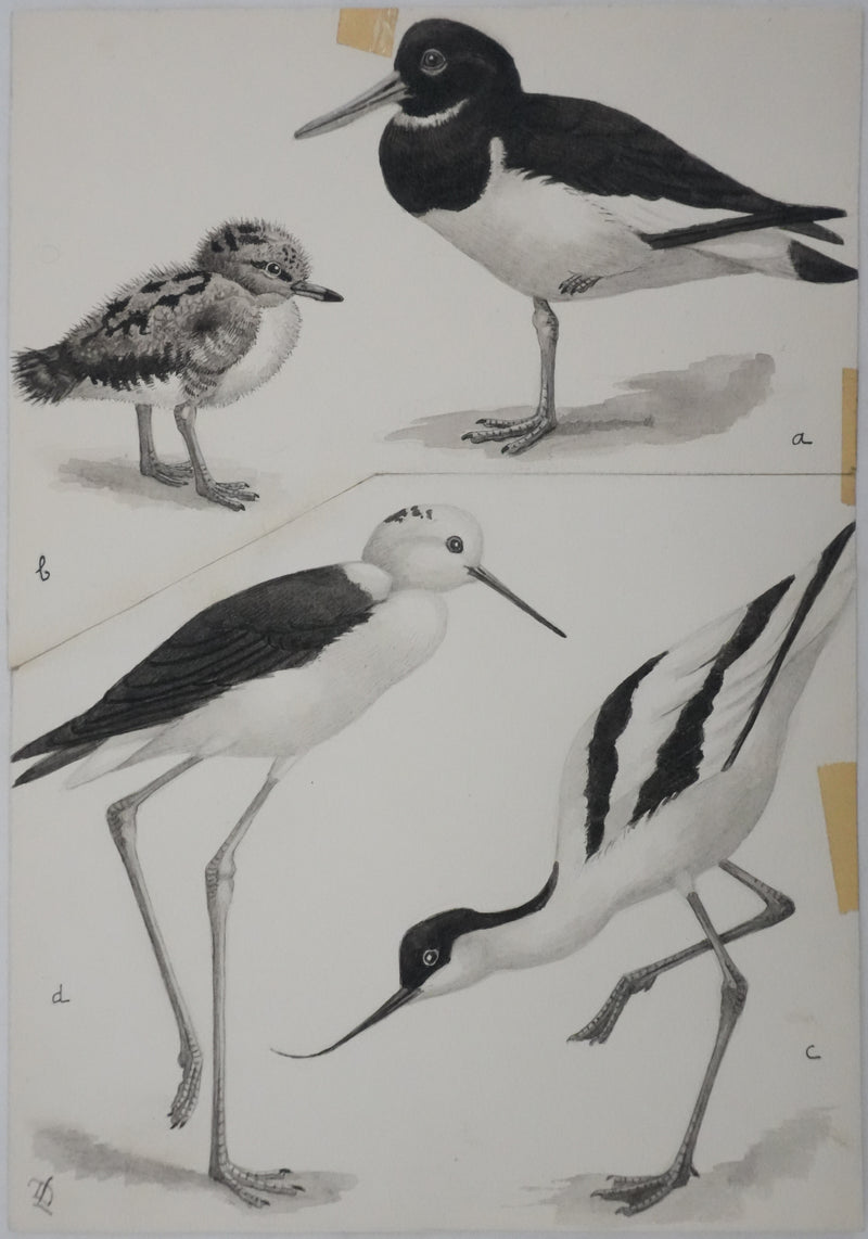 Louis DELAPCHIER : Huitrier pie, Echasse blanche et Avocette, Aquarelle originale signée