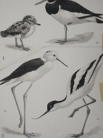 Louis DELAPCHIER : Huitrier pie, Echasse blanche et Avocette, Aquarelle originale signée