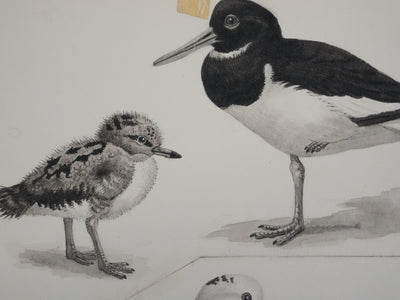 Louis DELAPCHIER : Huitrier pie, Echasse blanche et Avocette, Aquarelle originale signée