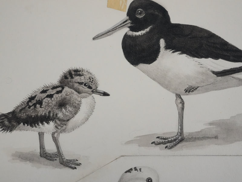 Louis DELAPCHIER : Huitrier pie, Echasse blanche et Avocette, Aquarelle originale signée